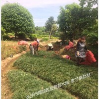 长沙麦冬草-湖南麦冬草价格-跳马细叶麦冬草市场便宜优惠