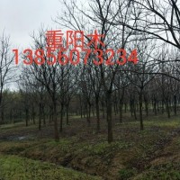 重阳木，三角枫，红叶李 ，乌桕