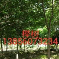 榉树，乌桕 ，红白玉兰，香樟