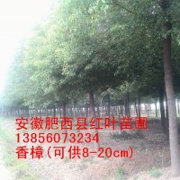 特供：三角枫，红叶李 ，乌桕  ，红白玉兰，香樟,桂花金桂）