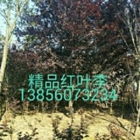 供应红叶李 ，乌桕 ，红白玉兰，香樟,桂花金桂），红叶桃