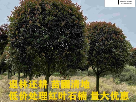 红叶石楠最新价格 成都红叶石楠批发基地 优质货源 价低物美